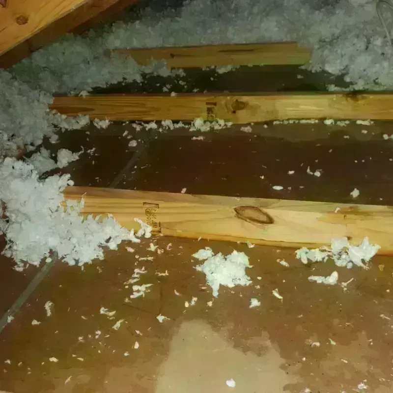 Attic Water Damage in Arabi, LA