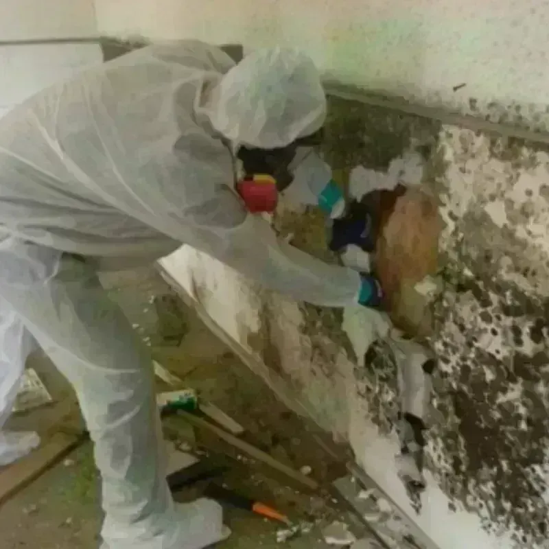 Mold Remediation and Removal in Arabi, LA